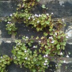 Close-up of small flowering plant growing along lines of concrete in a wall