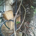 A bicycle rests on concrete, in a garden overrun by a creeper that forms an arch above the ground.