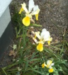 Three white and yellow lilies grow on a near barren piece of ground next to the wall of a house.