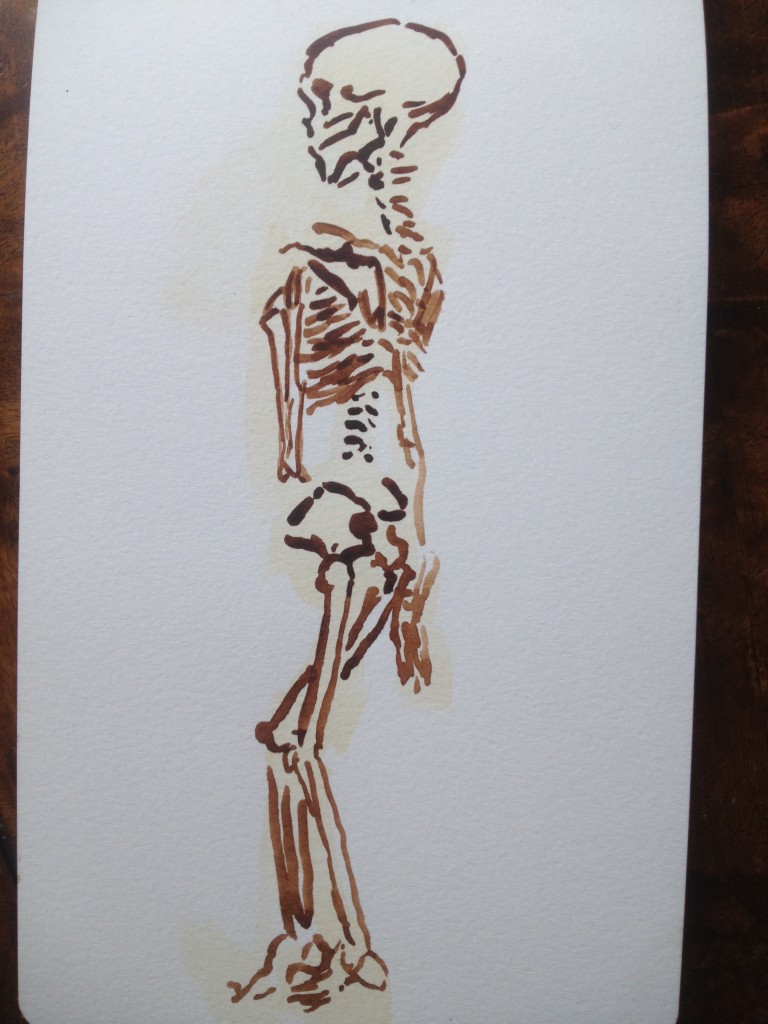 Wash and dark line watercolour skeleton in ochre and burned umber